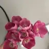 ebrulib