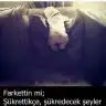 seher01seher