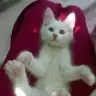Sare asmin
