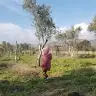 zynpsmy