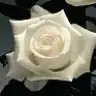 vrouw