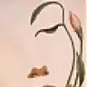 likmen