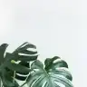 enba