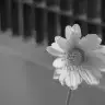 semraciho