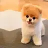 paoib