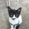 Catmeow