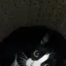 Balikobb