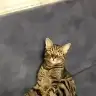 Bebekto