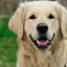 naneliguzel