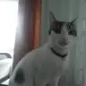 yasamkedisi