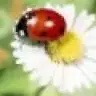 Sukulent_