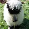 pandasincap