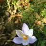 Nur_banu34