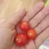 SimgeEr