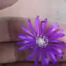 New62