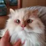 Mutlukadn