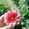 Sakinebb