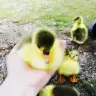 gamze ekiz