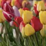 Parkrose