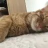 Gokinmos
