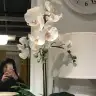 fitmuhallebi