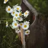 Ihlamur_24