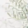Oleaceae
