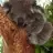 Mutlukoala