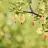 lilacandgooseberries