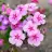 pinkpink3