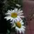 Burcu0625