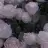 Ayten_h