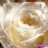 flower84