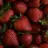 pinkcoconut