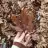 sibel_2602