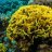 Yellow_Coral