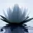 Lotus22