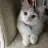 gezgin kedi