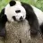 paranoyakpanda