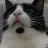 leylosthecat