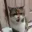 zelkus