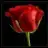 rose5584