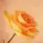 nurtursel