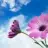 daisys