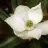 magnolia.grandiflora