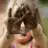 Desertrose_