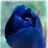 blue2007