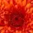 dewrim_22