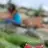 hazal.ca