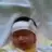 edamine